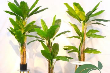 Cây chuối cảnh: ý nghĩa trong phong thủy