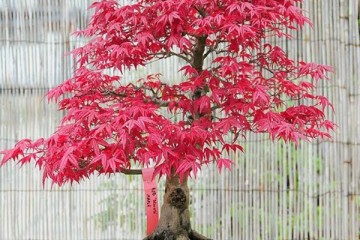 Cây phong lá đỏ có dễ trồng không - Cách chăm sóc và trồng đơn giản cho ra cây dáng đẹp