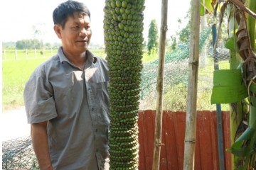 [Kỳ lạ] cây chuối trăm nải tại Quảng nam