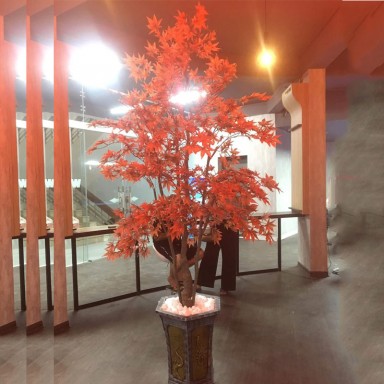 Cây phong lá đỏ trang trí cao 120cm - 240cm