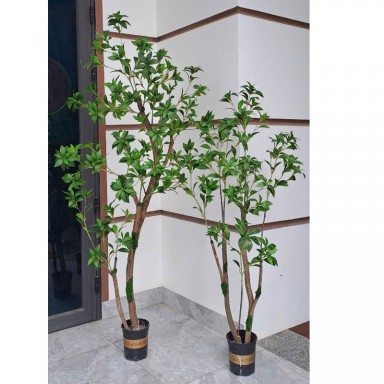Cây Asebi Giả Trang Trí Văn Phòng