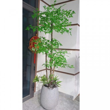 Cây nam thiên trúc giả thân gỗ KT160cm