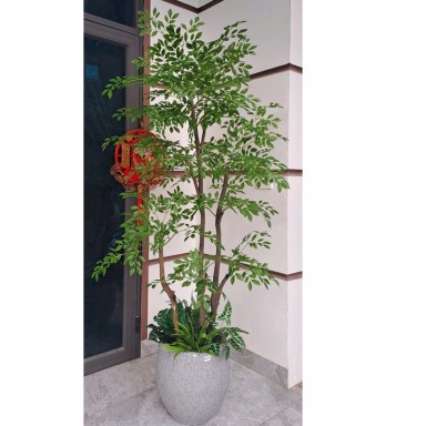 Cây nam thiên trúc thân gỗ KT 200cm