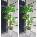 Cây nam thiên trúc thân gỗ KT 200cm