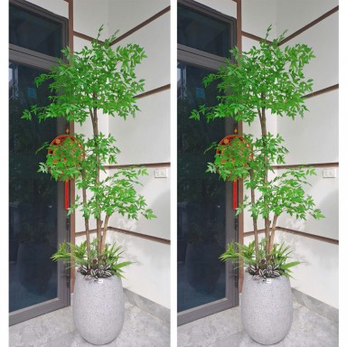 Cây nam thiên trúc thân gỗ KT 200cm