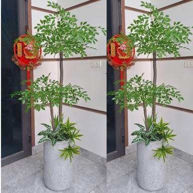 Cây nam thiên trúc giả thân gỗ KT160cm