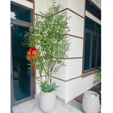 Cây oliu giả thân gỗ KT 230cm