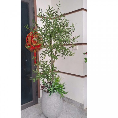 Cây oliu giả thân gỗ KT190cm