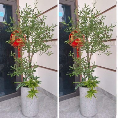 Cây oliu giả thân gỗ KT190cm