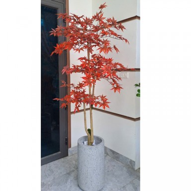 Cây phong lá đỏ giả KT 180cm