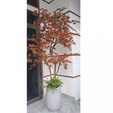 Cây phong loang đỏ giả trang trí