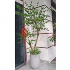 Cây thạch nam KT 250cm_  Thân gỗ 