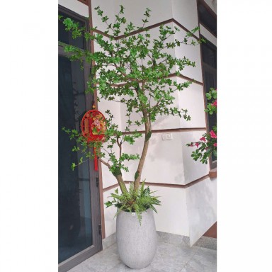 Cây thạch nam KT 250cm_  Thân gỗ 