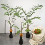 cây dương xỉ culi giả cây dương xỉ culi giả