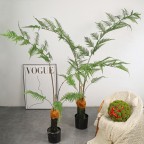 Cây Dương Xỉ Culi Giả Cây Dương Xỉ Culi Giả