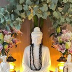 Cây bồ đề giả