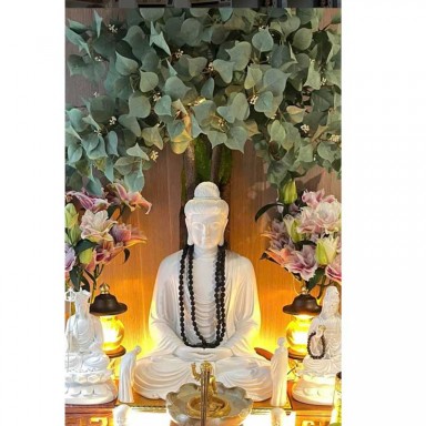 Cây bồ đề giả