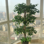 Cây Sanh bonsai nhân tạo