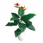 Cây Hoa Thiên Điểu Giả Cây Hoa Thiên Điểu Giả