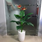 Cây Hoa Thiên Điểu Giả Cây Hoa Thiên Điểu Giả