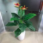 Cây Hoa Thiên Điểu Giả Cây Hoa Thiên Điểu Giả