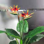 Cây Hoa Thiên Điểu Giả Cây Hoa Thiên Điểu Giả