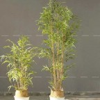 cây tre giả trồng trong chậu