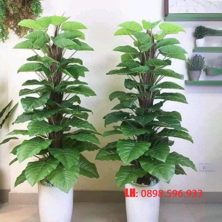 Cây trầu bà giả leo cột