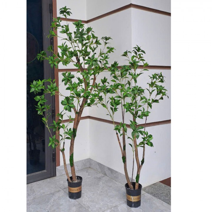 Cây Asebi Giả Trang Trí Văn Phòng