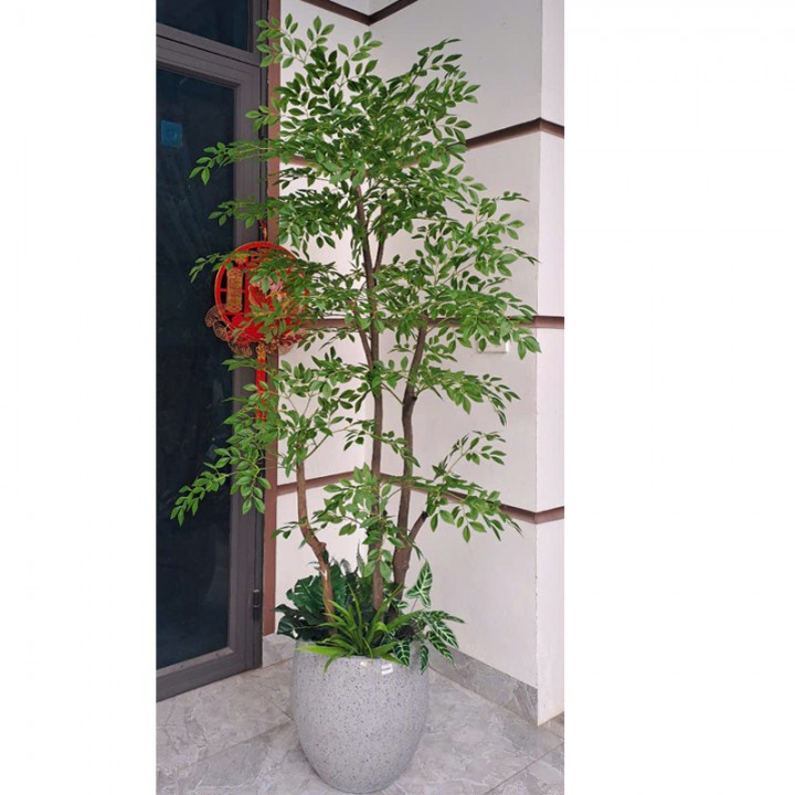 Cây nam thiên trúc thân gỗ KT 200cm