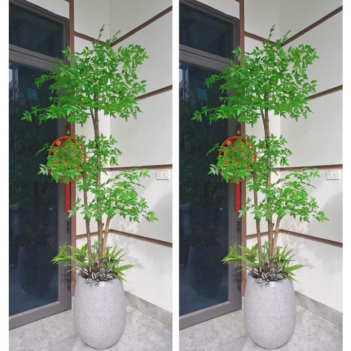 Cây nam thiên trúc thân gỗ KT 200cm