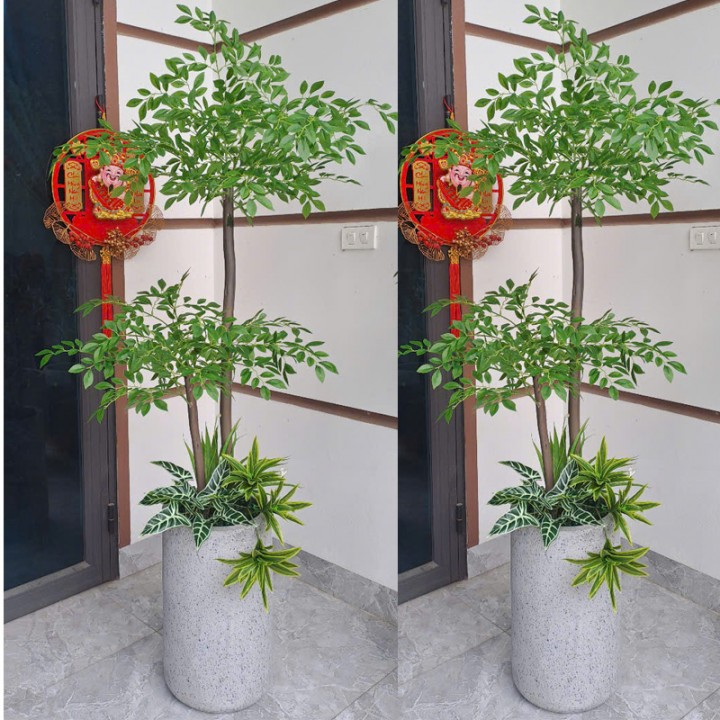 Cây nam thiên trúc giả thân gỗ KT160cm