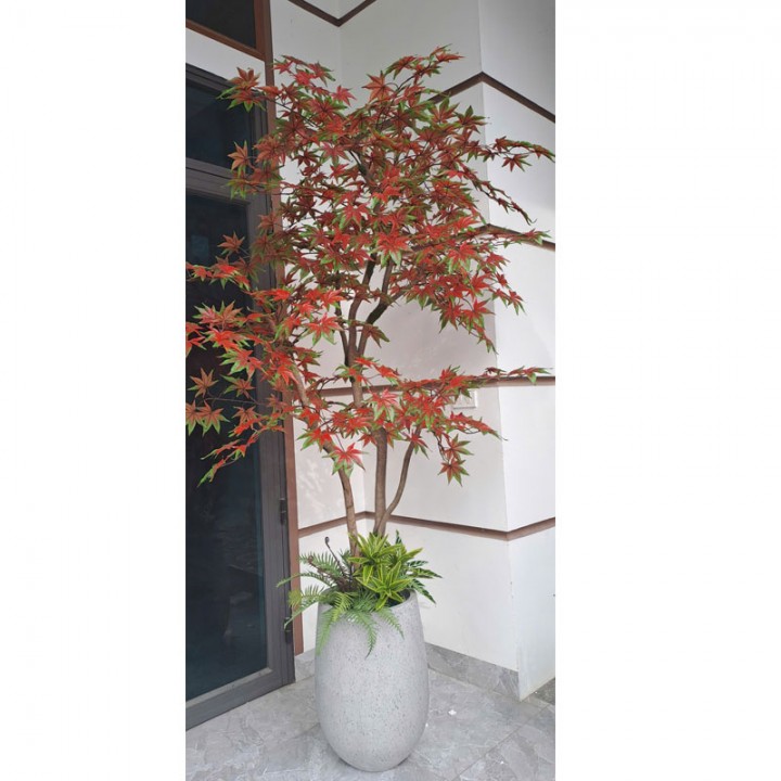 Cây phong loang đỏ giả trang trí