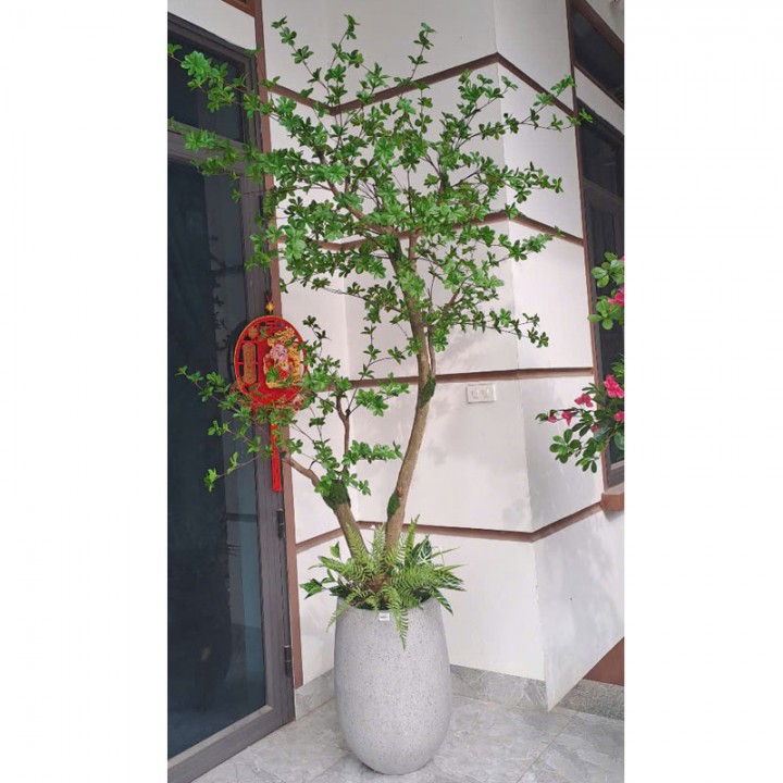 Cây thạch nam KT 250cm_  Thân gỗ 
