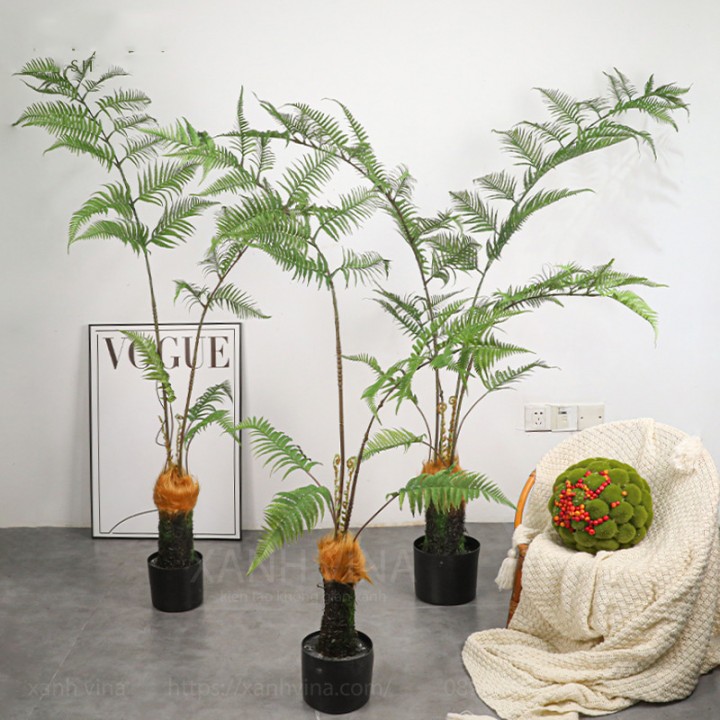 cây dương xỉ culi giả cây dương xỉ culi giả