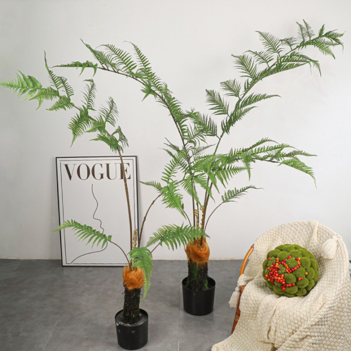 Cây Dương Xỉ Culi Giả Cây Dương Xỉ Culi Giả