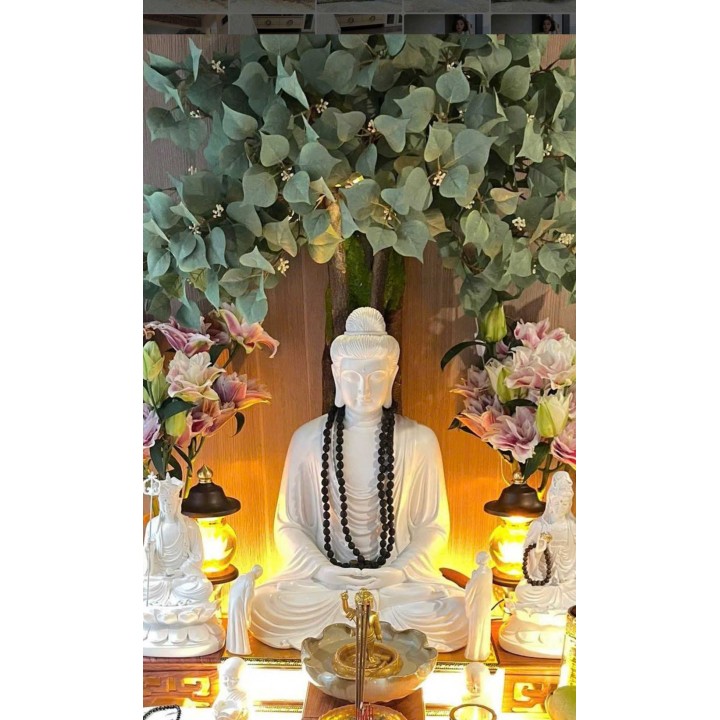 Cây bồ đề giả