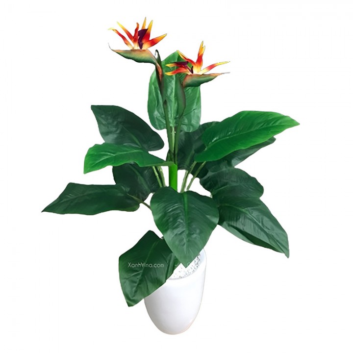 Cây Hoa Thiên Điểu Giả Cây Hoa Thiên Điểu Giả