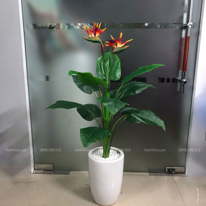 Cây Hoa Thiên Điểu Giả Cây Hoa Thiên Điểu Giả