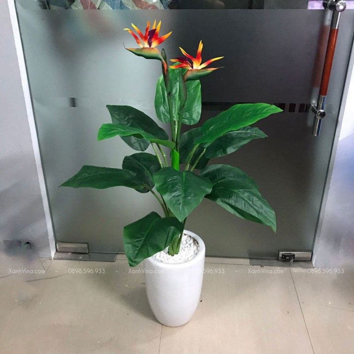 Cây Hoa Thiên Điểu Giả Cây Hoa Thiên Điểu Giả