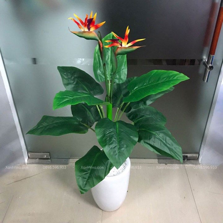 Cây Hoa Thiên Điểu Giả Cây Hoa Thiên Điểu Giả