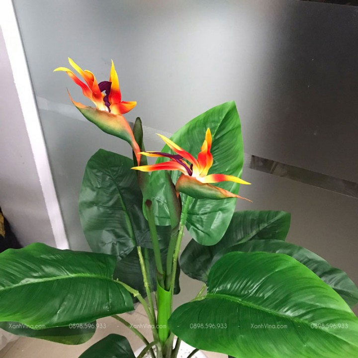 Cây Hoa Thiên Điểu Giả Cây Hoa Thiên Điểu Giả