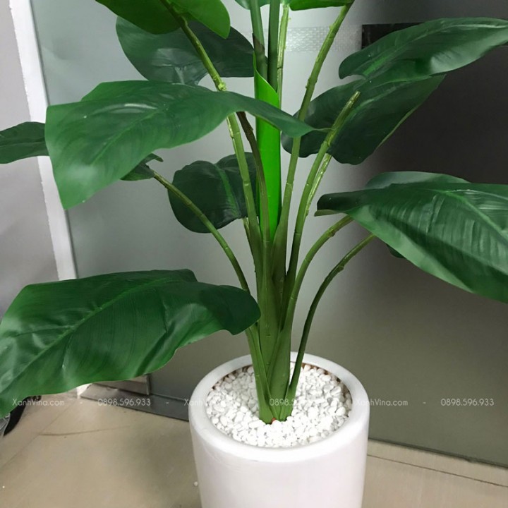 Cây Hoa Thiên Điểu Giả Cây Hoa Thiên Điểu Giả