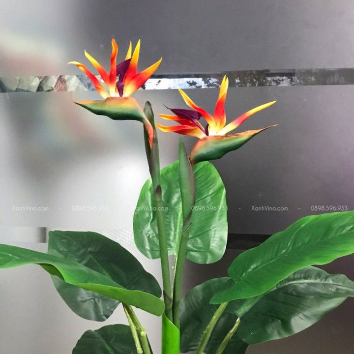 Cây Hoa Thiên Điểu Giả Cây Hoa Thiên Điểu Giả