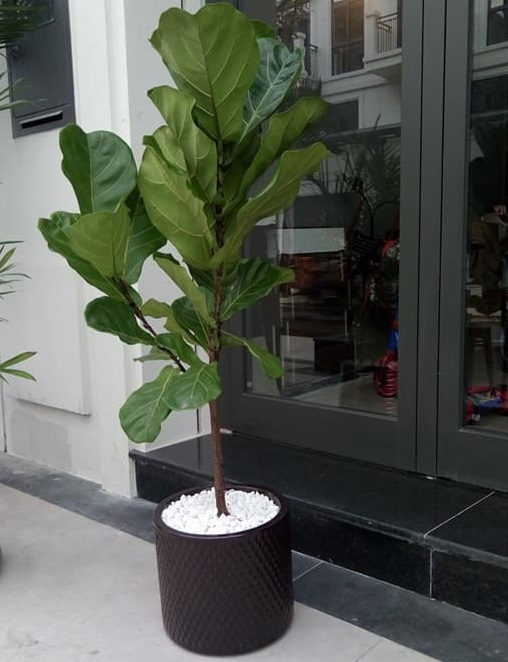 mua cây bàng Singapore ở Hà Nội