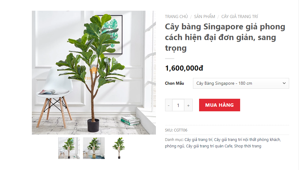 Địa chỉ mua cây bàng singapore