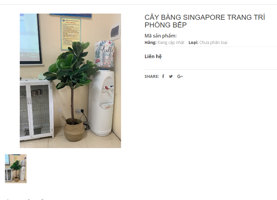 Mua cây bàng singapore giả ở đâu