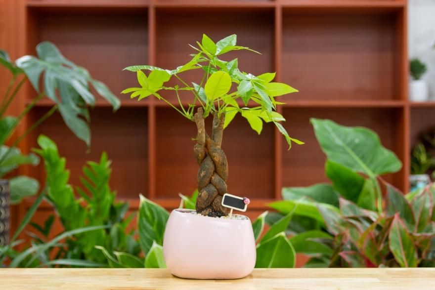 mẫu cây Kim Ngân nhỏ thích hợp cho văn phòng làm việc