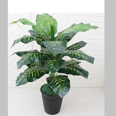 cây vạn niên thanh giả 100cm