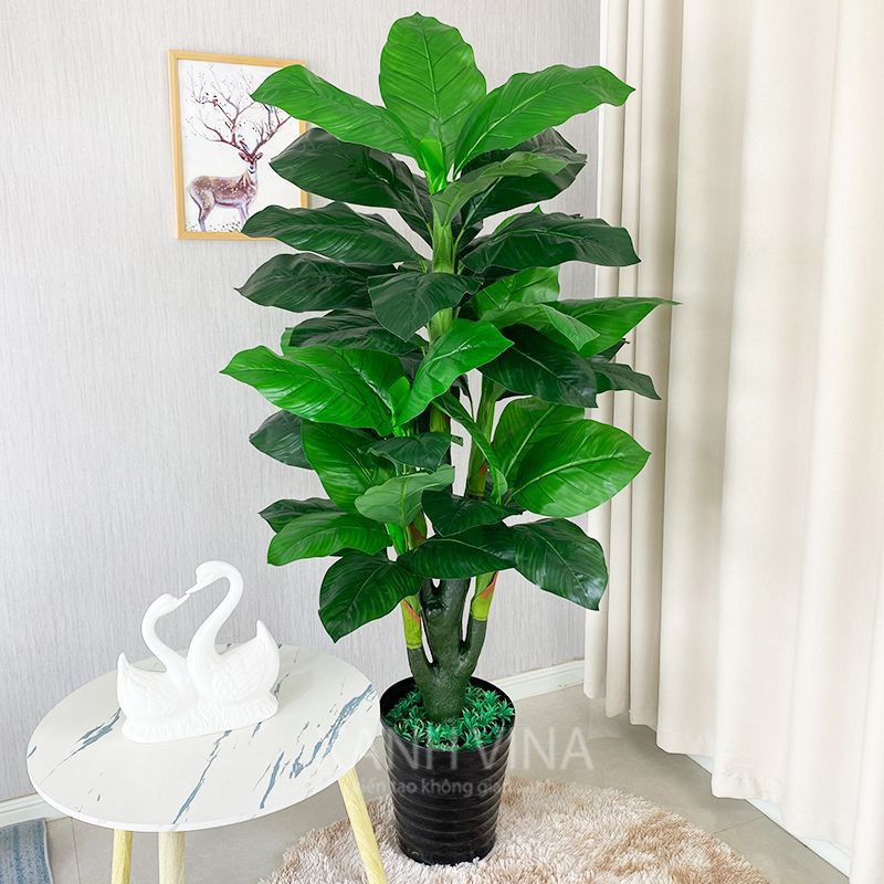cây vạn niên thanh giả 150cm